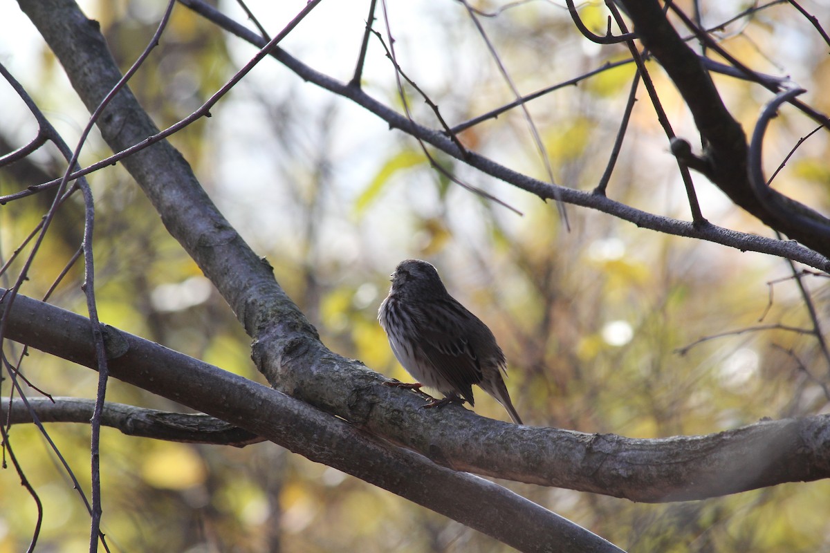 ウタスズメ - ML645330073
