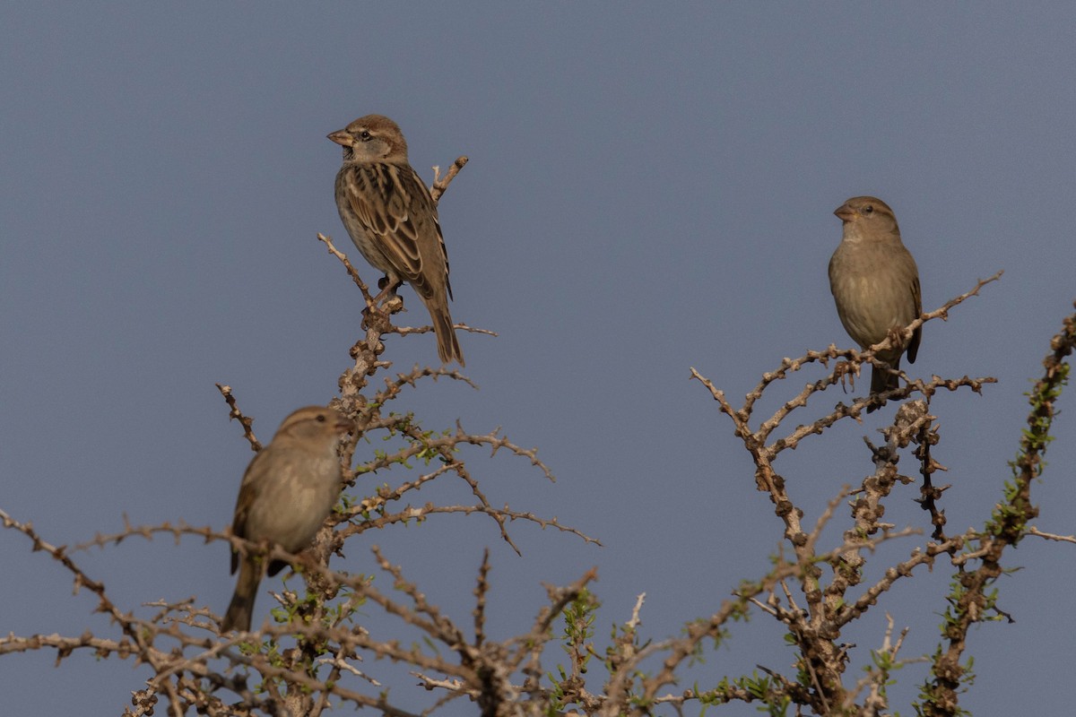 スペインスズメ - ML645330075