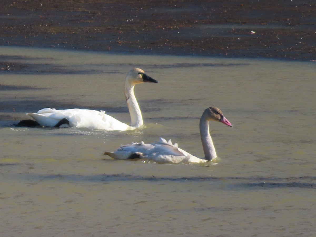 コハクチョウ - ML645330076