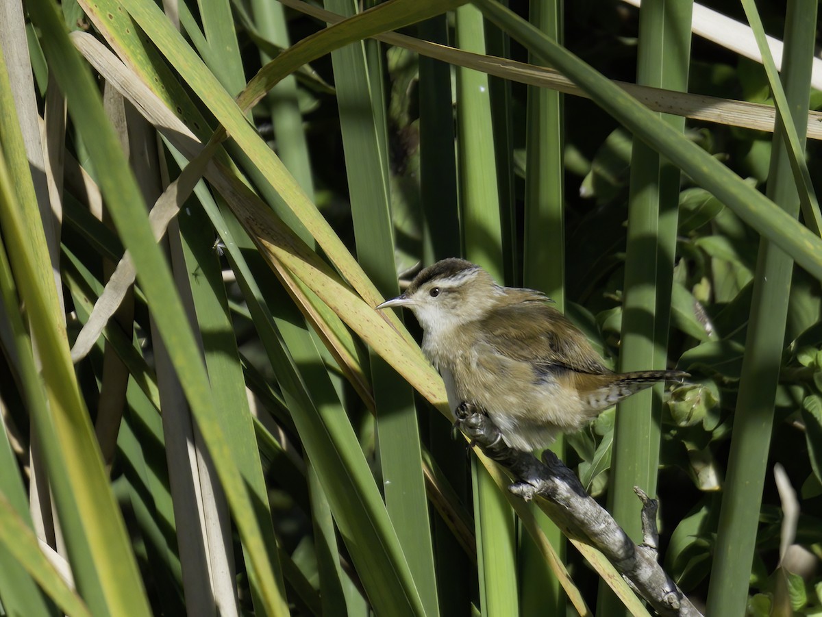 ハシナガヌマミソサザイ - ML645330077