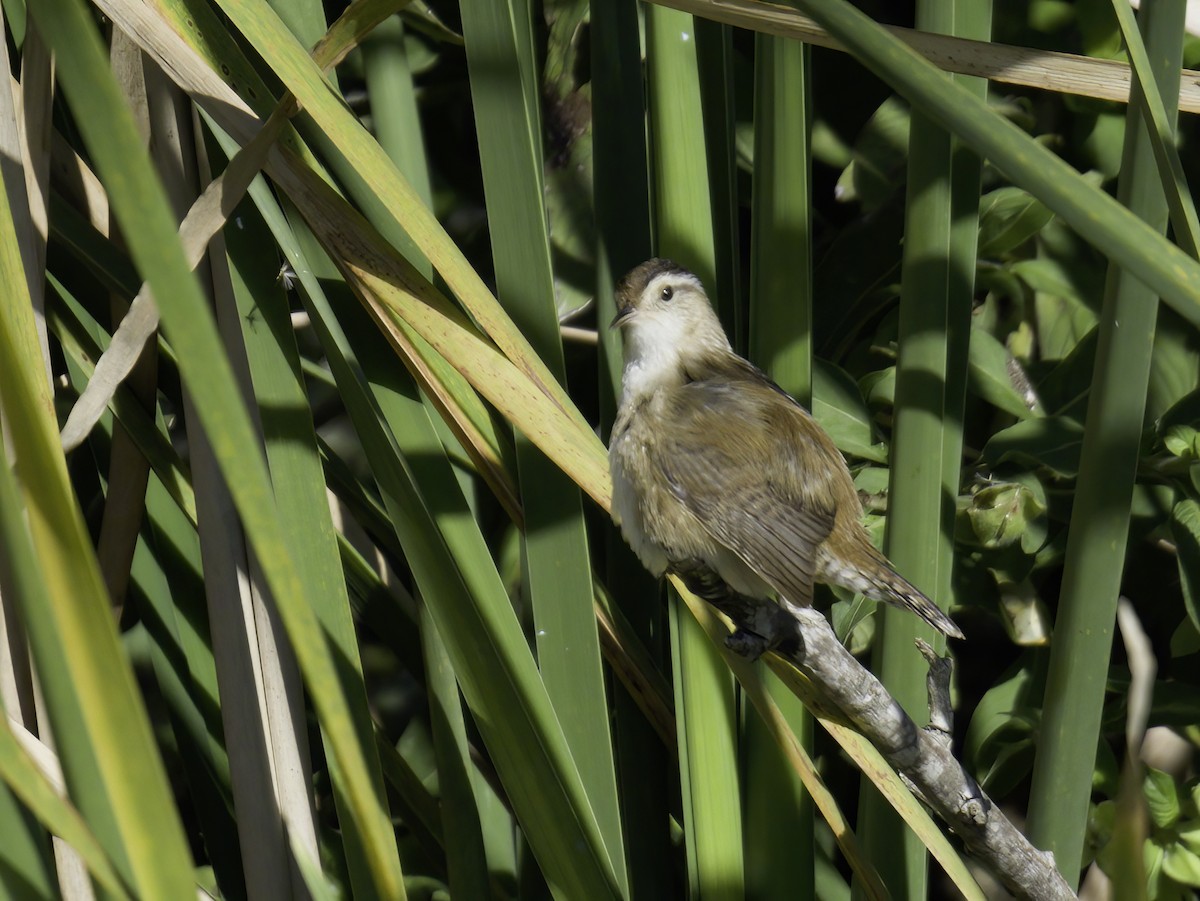 ハシナガヌマミソサザイ - ML645330078