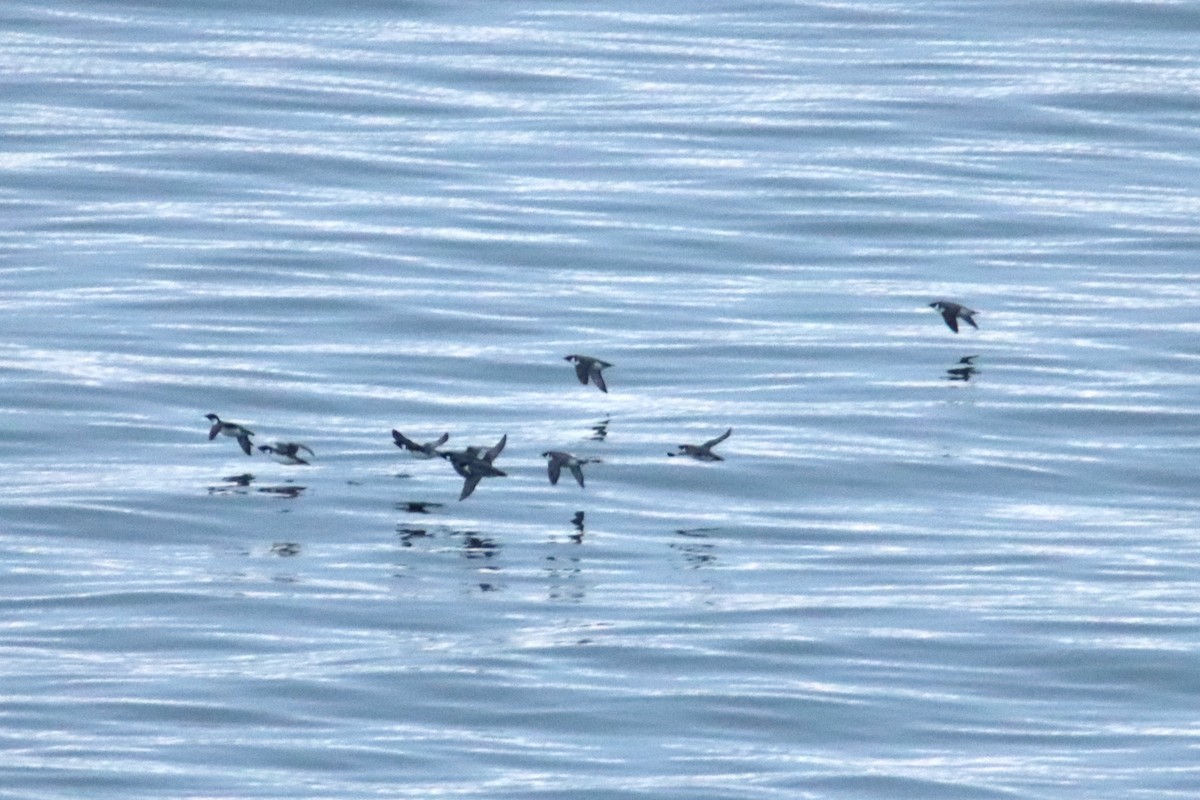 ウミスズメ - ML645330079