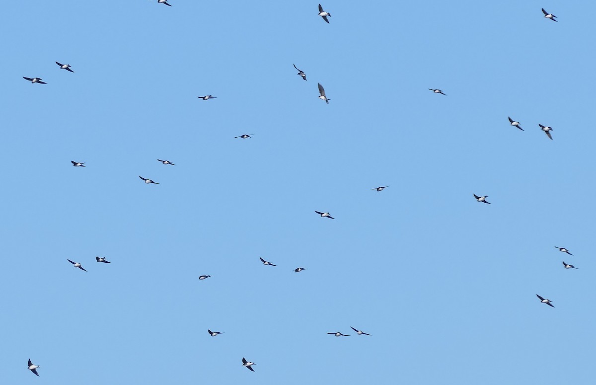 ミドリツバメ - ML645330081