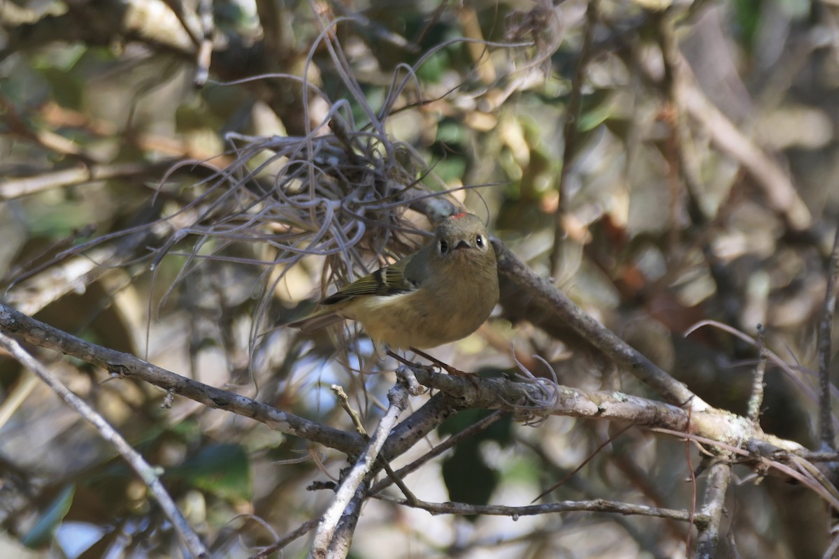 Ruby-crowned Kinglet - ML645330085
