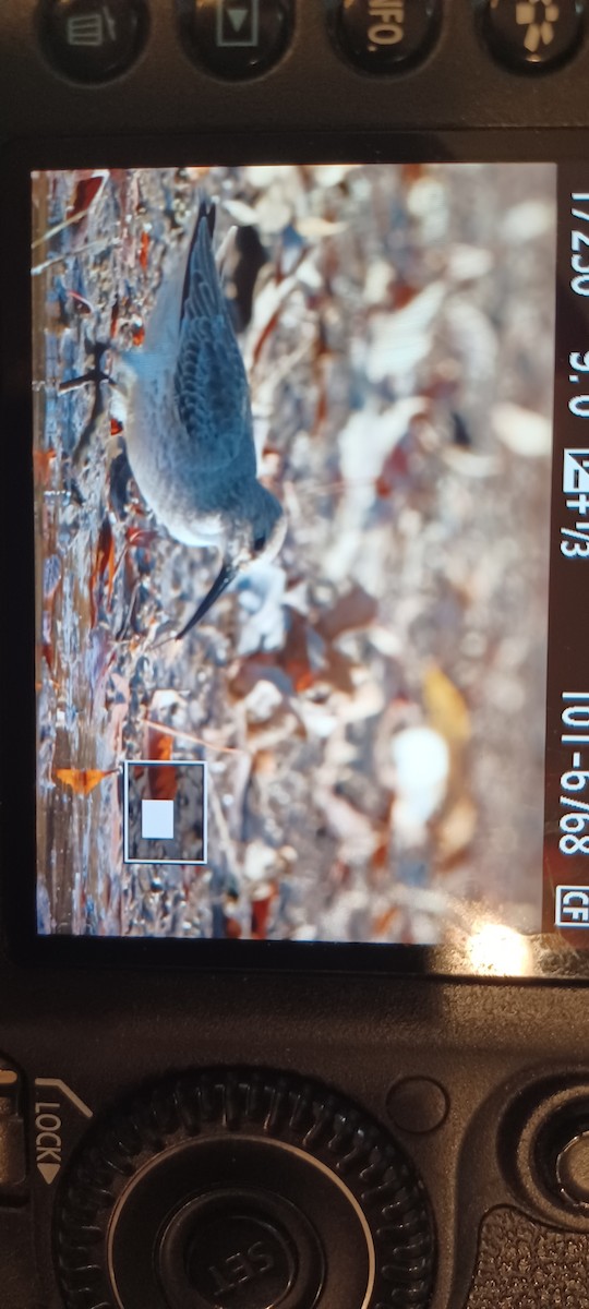 Dunlin - ML645330091