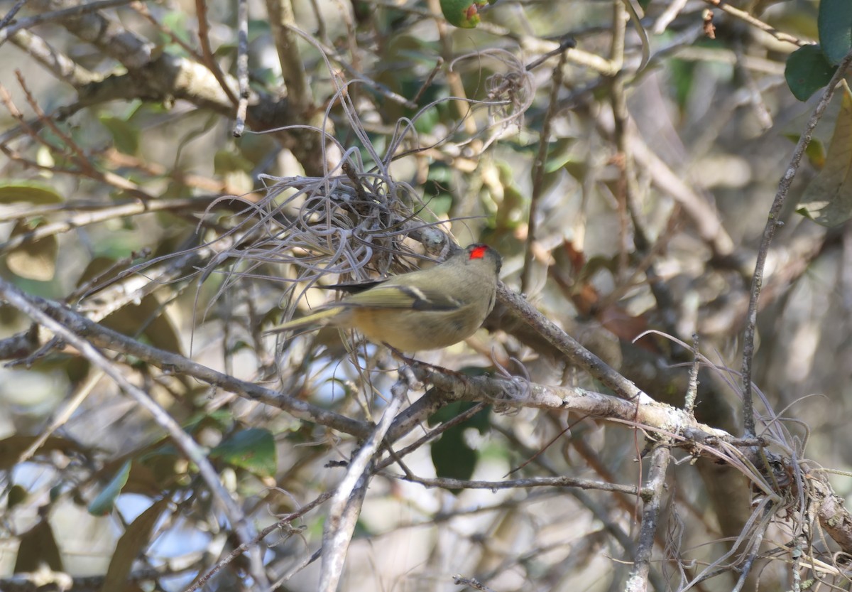 Ruby-crowned Kinglet - ML645330092