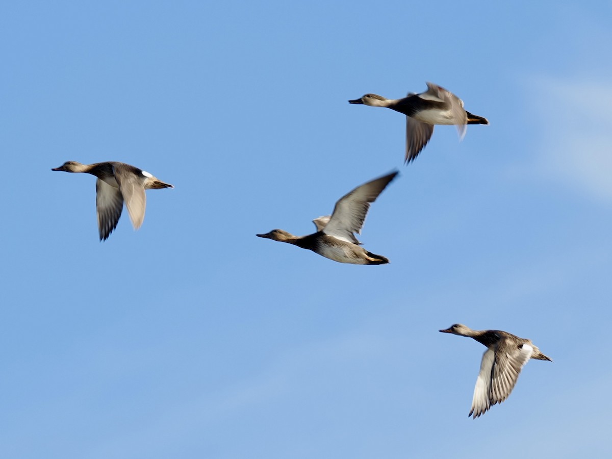 kopřivka obecná - ML645330093