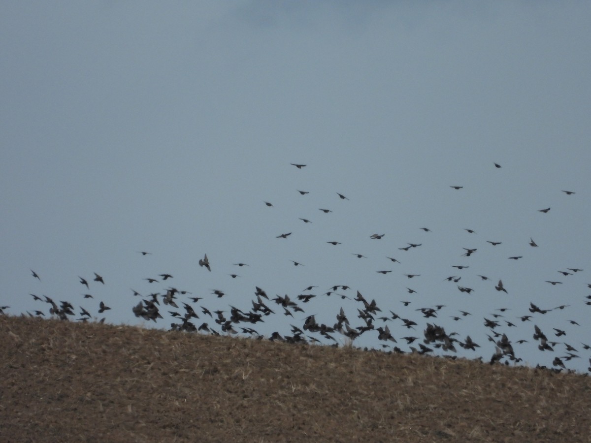 European Starling - ML645330095
