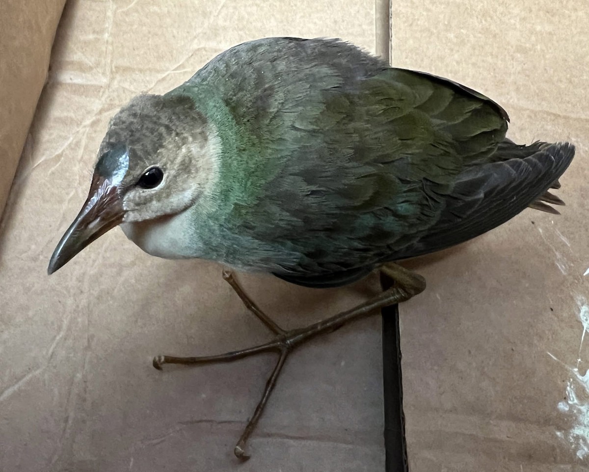 Purple Gallinule - ML645330103