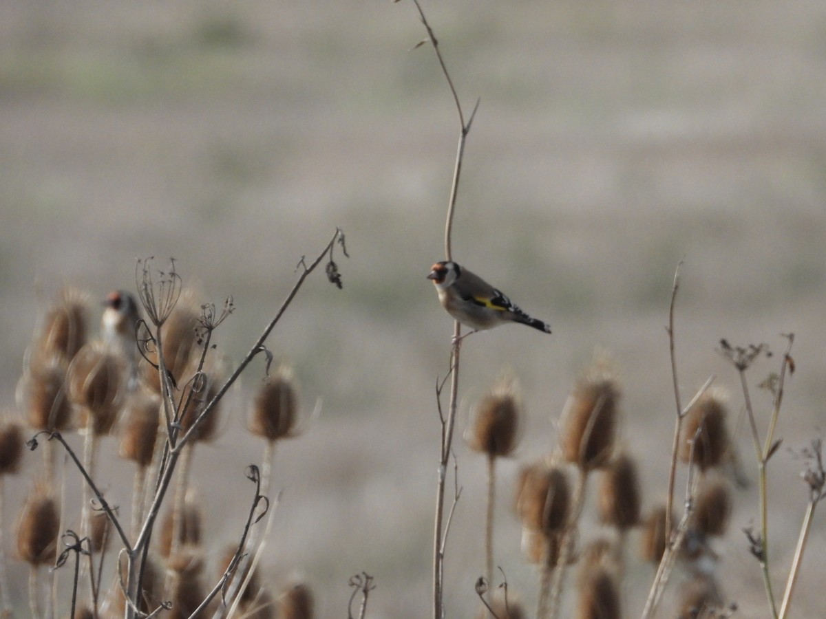 European Goldfinch - ML645330105