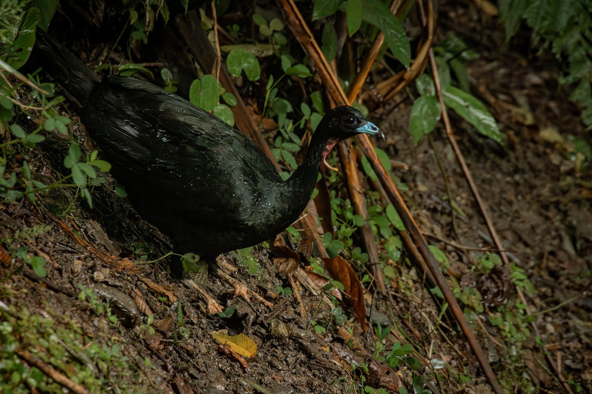 Wattled Guan - ML645330107