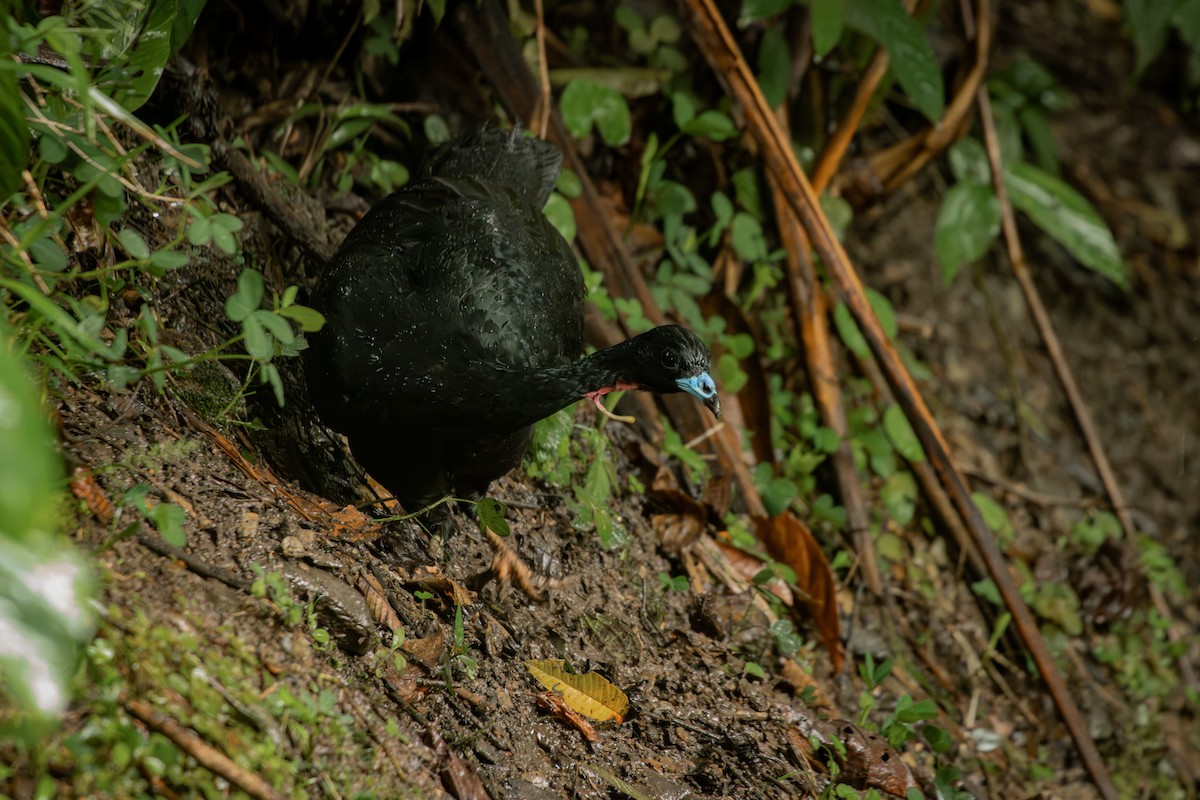 Wattled Guan - ML645330109