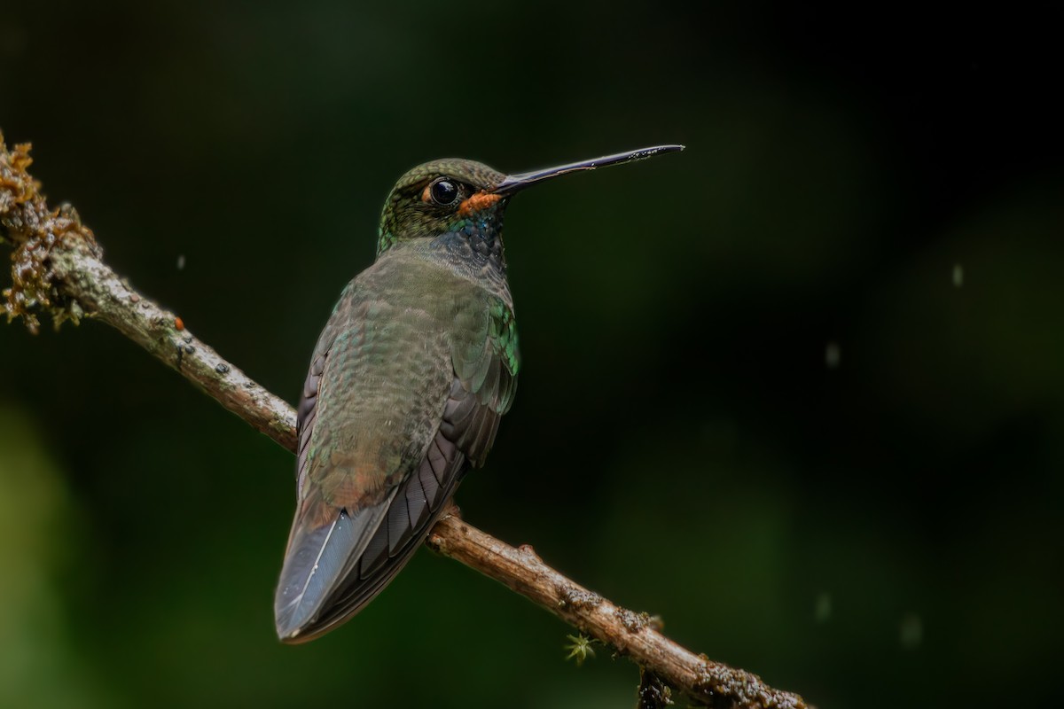 Rufous-gaped Hillstar - ML645330117