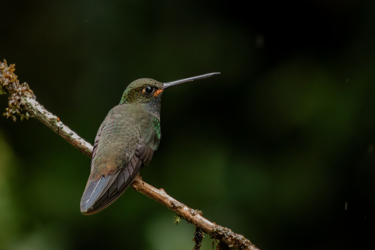 Rufous-gaped Hillstar - ML645330118