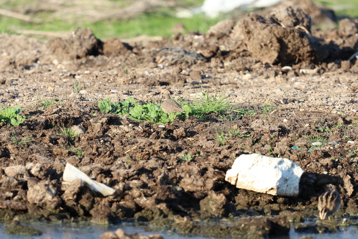 Little Ringed Plover - ML645330119