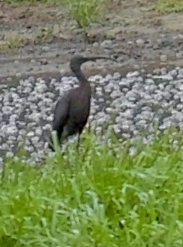 彩䴉 - ML645330120