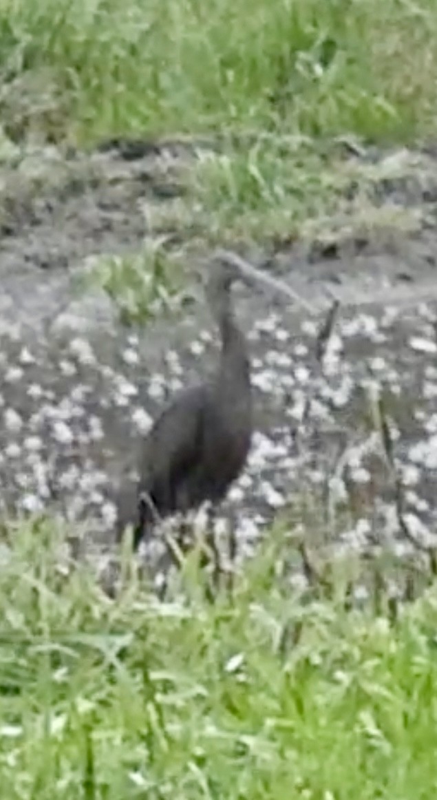 彩䴉 - ML645330121