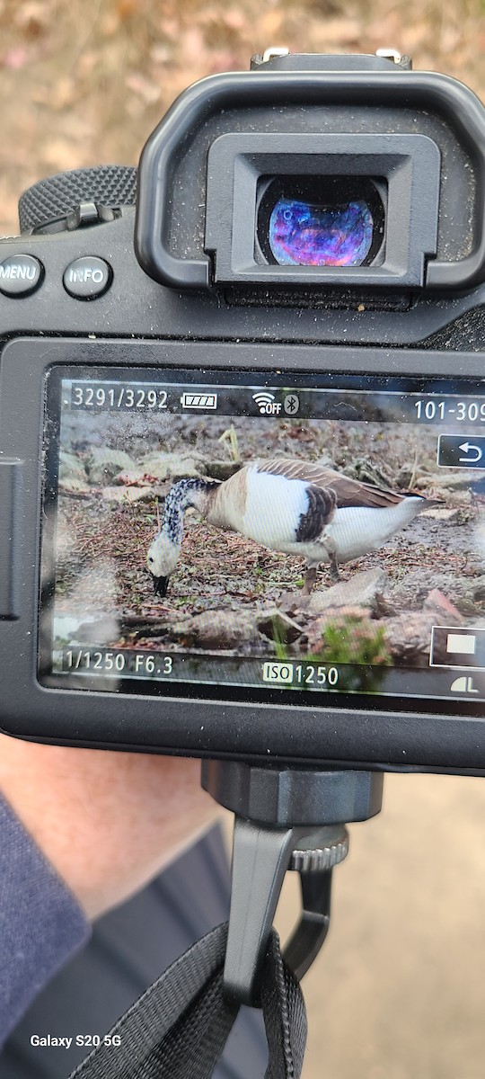 Domestic goose sp. x Canada Goose (hybrid) - ML645330135