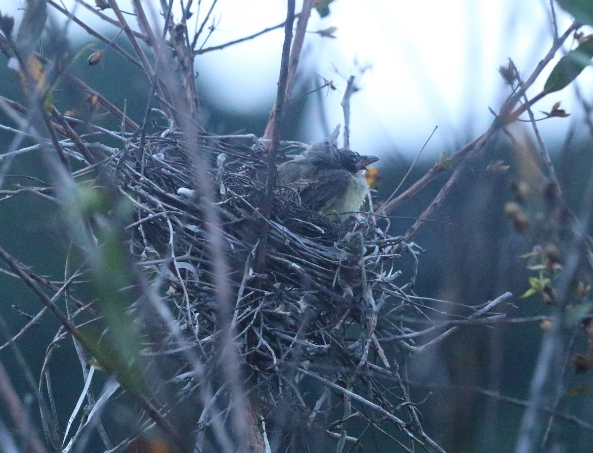 Tropical Kingbird - ML645330138