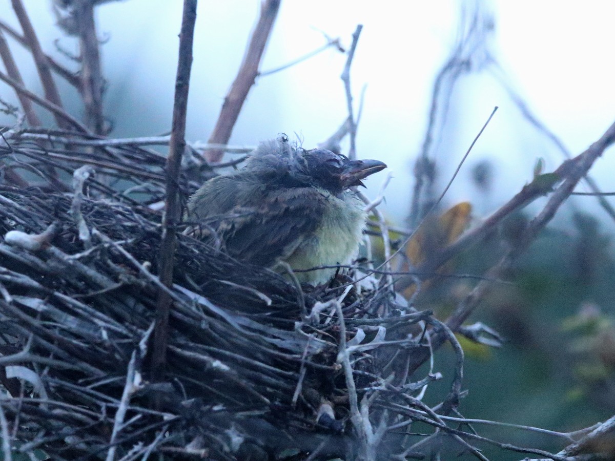 Tropical Kingbird - ML645330139