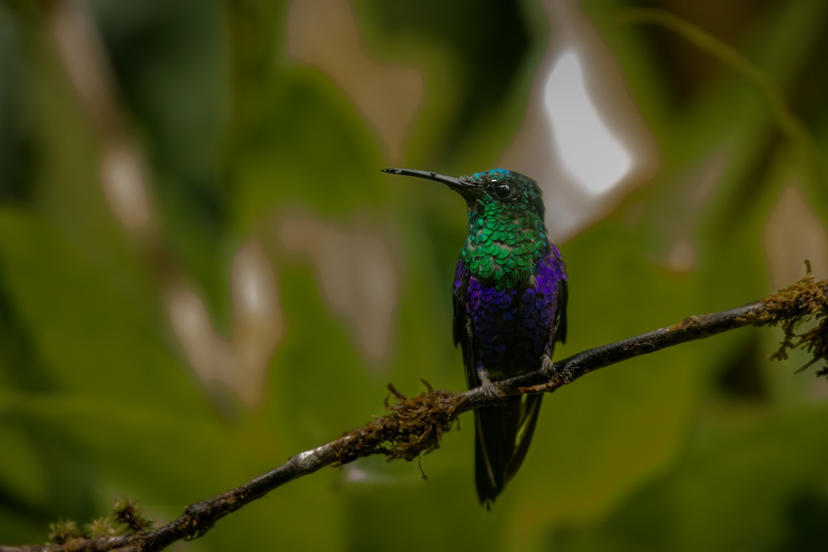 Crowned Woodnymph - ML645330142