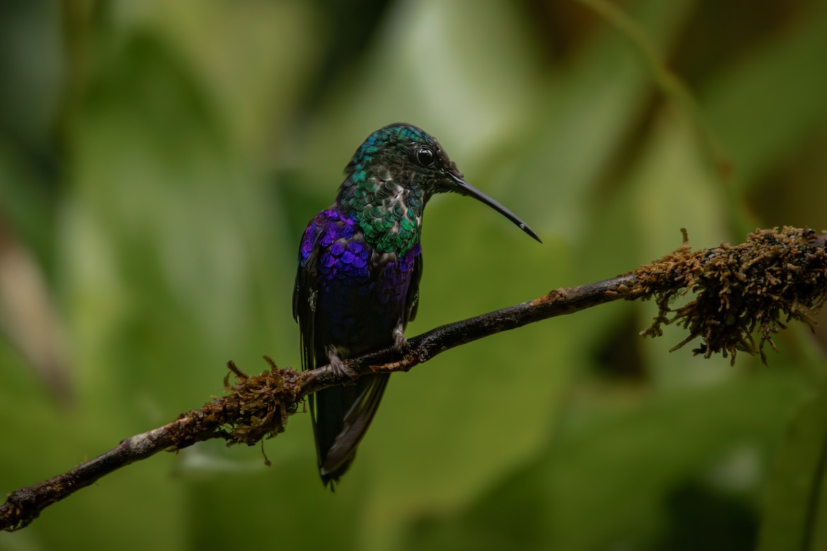 Crowned Woodnymph - ML645330143