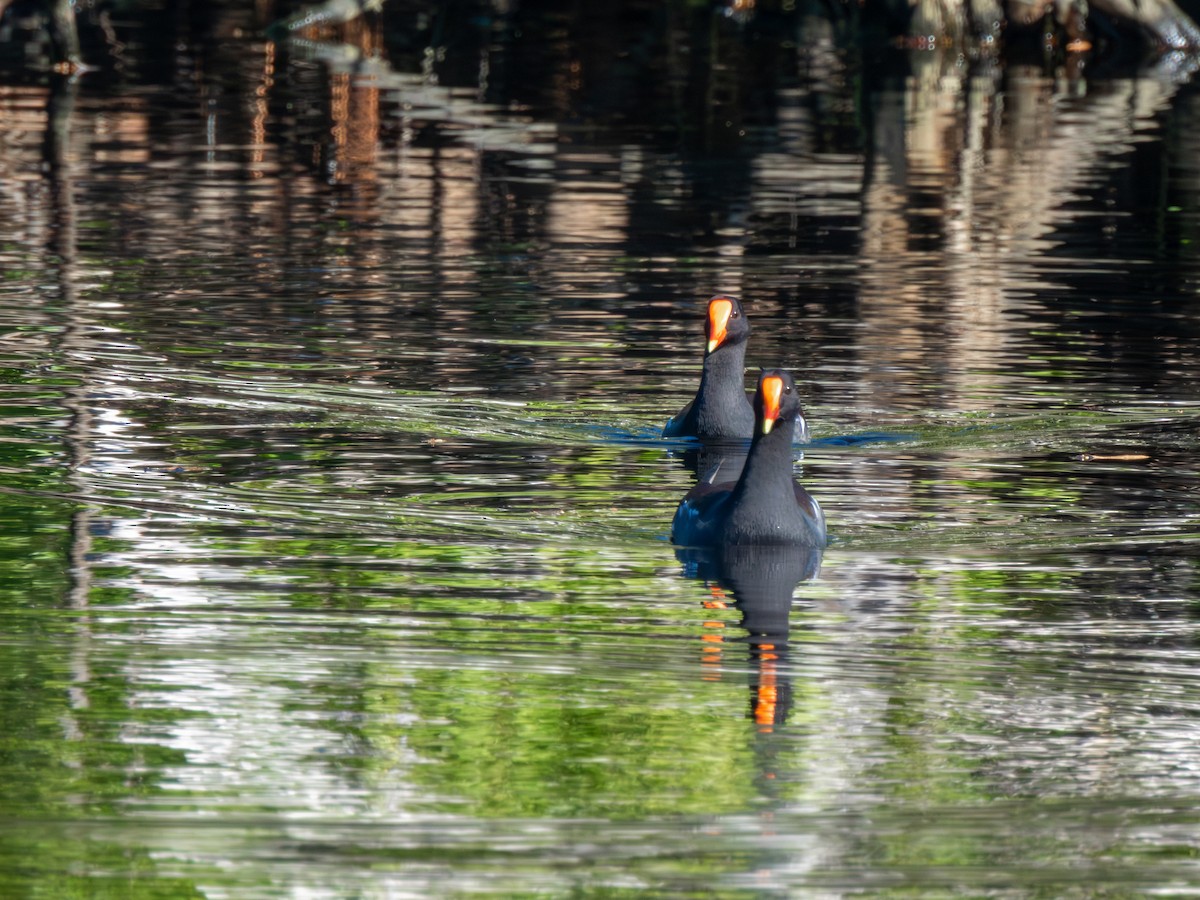 Курочка латиноамериканська [група galeata] - ML645330144