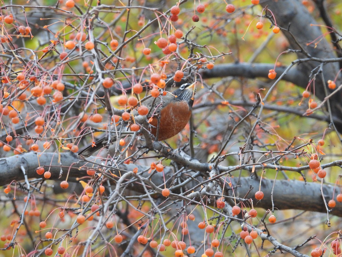 Wanderdrossel - ML645330149