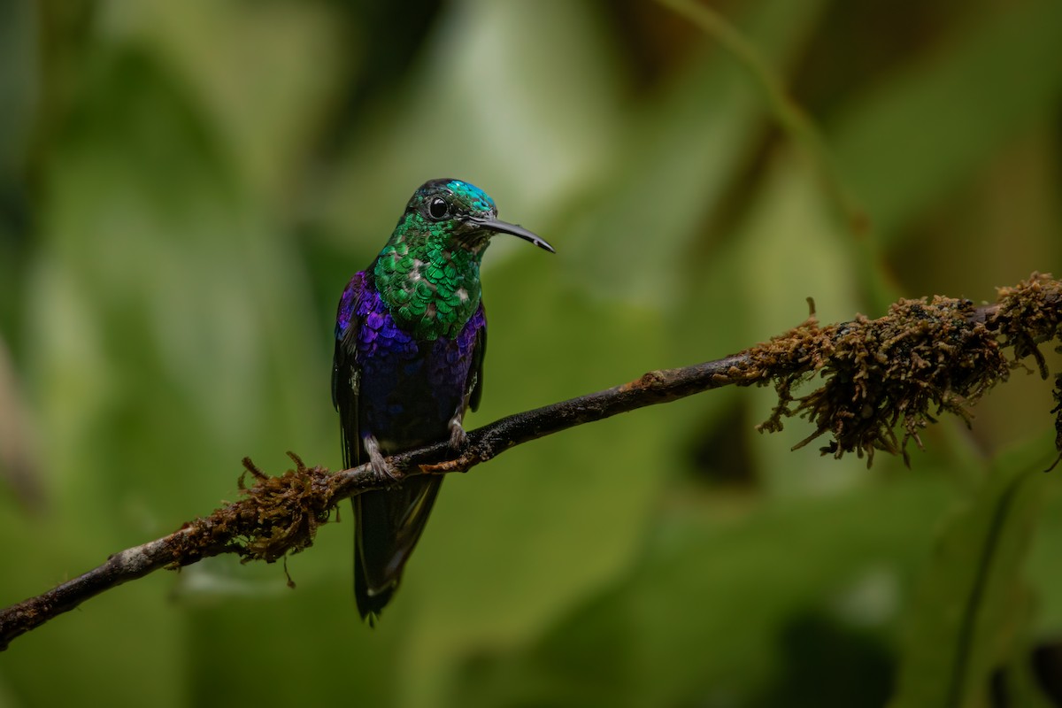 Crowned Woodnymph - ML645330153