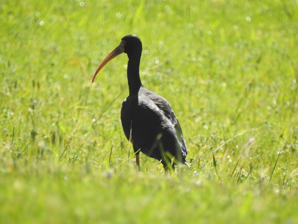 Bare-faced Ibis - ML645330157