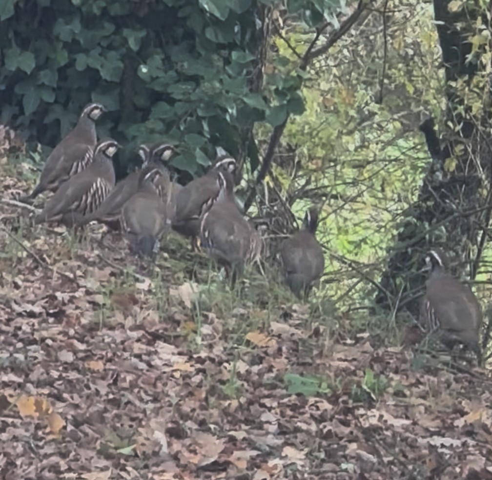 Red-legged Partridge - ML645330159