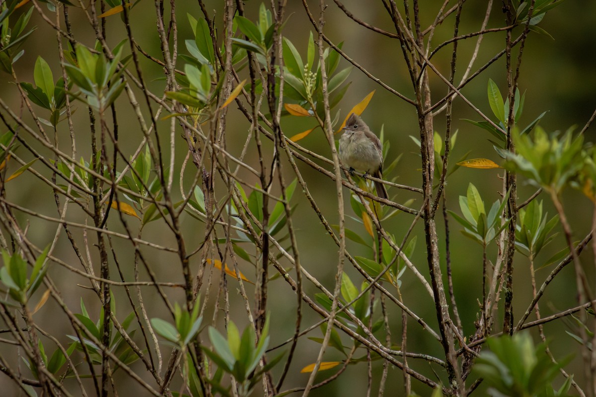 Желтобрюхая эления - ML645330168