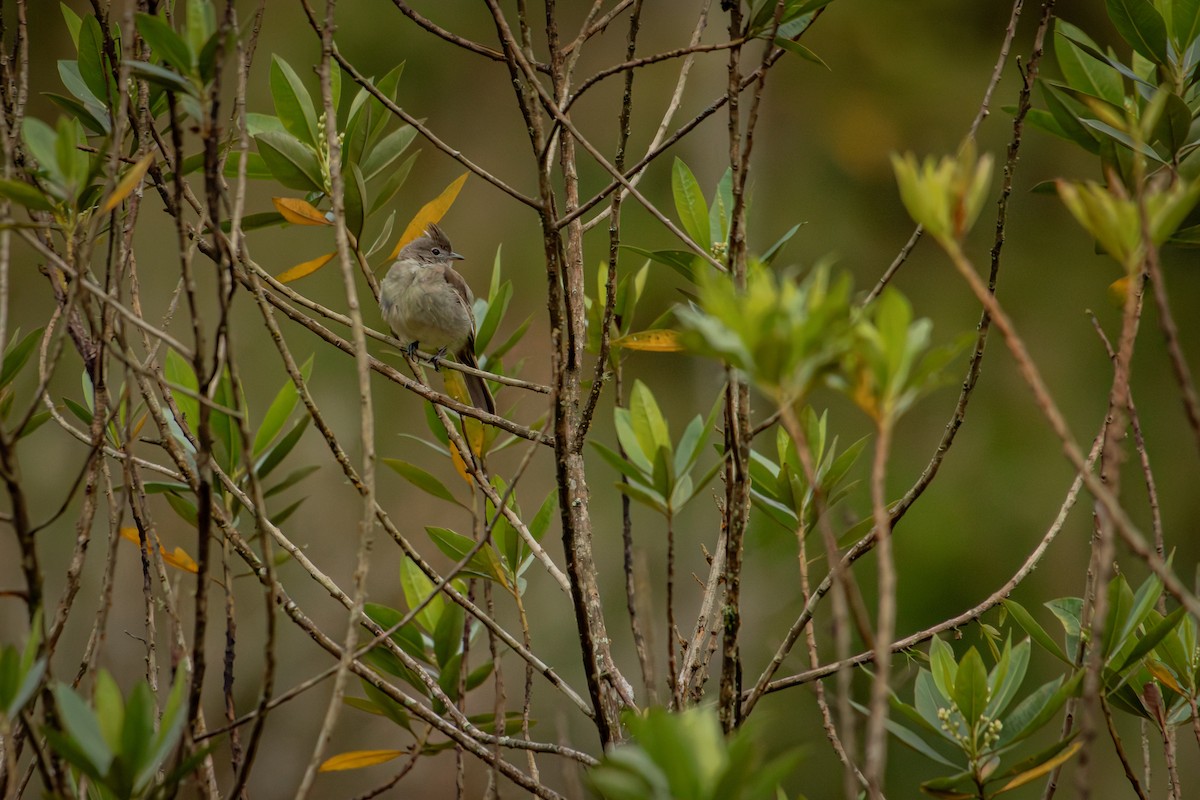 Желтобрюхая эления - ML645330169