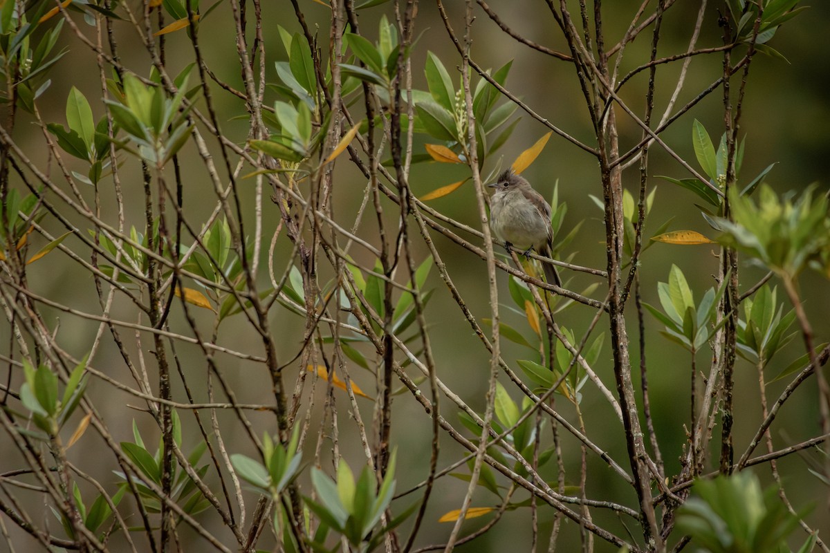 Желтобрюхая эления - ML645330177