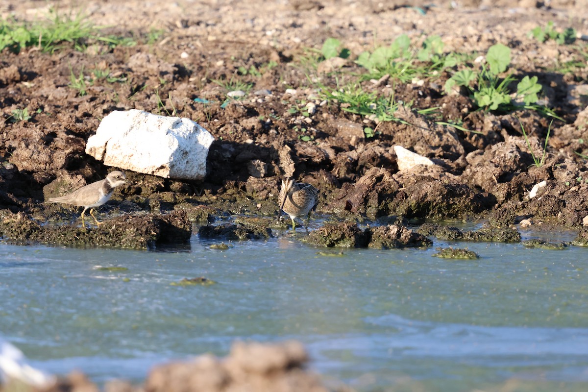 Little Ringed Plover - ML645330186