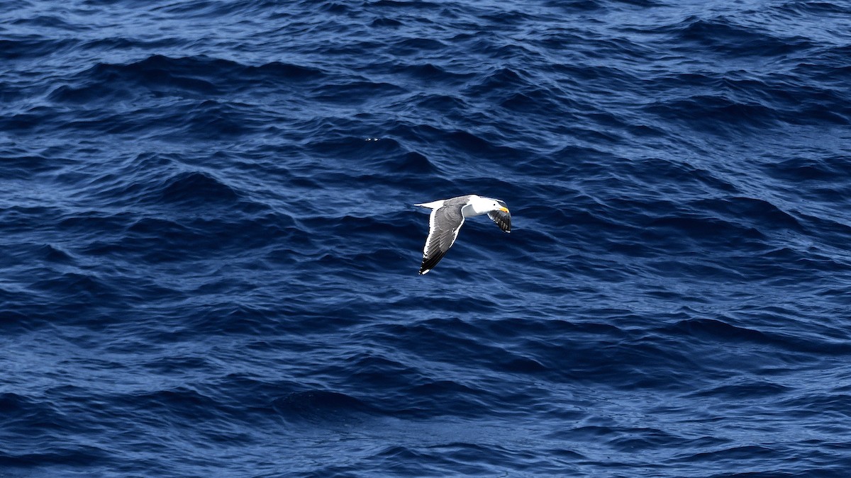 Western Gull - ML645330188