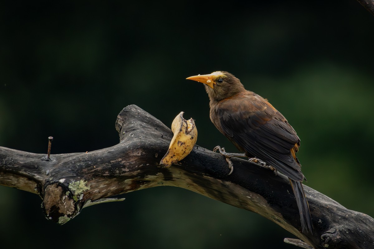 Russet-backed Oropendola - ML645330196