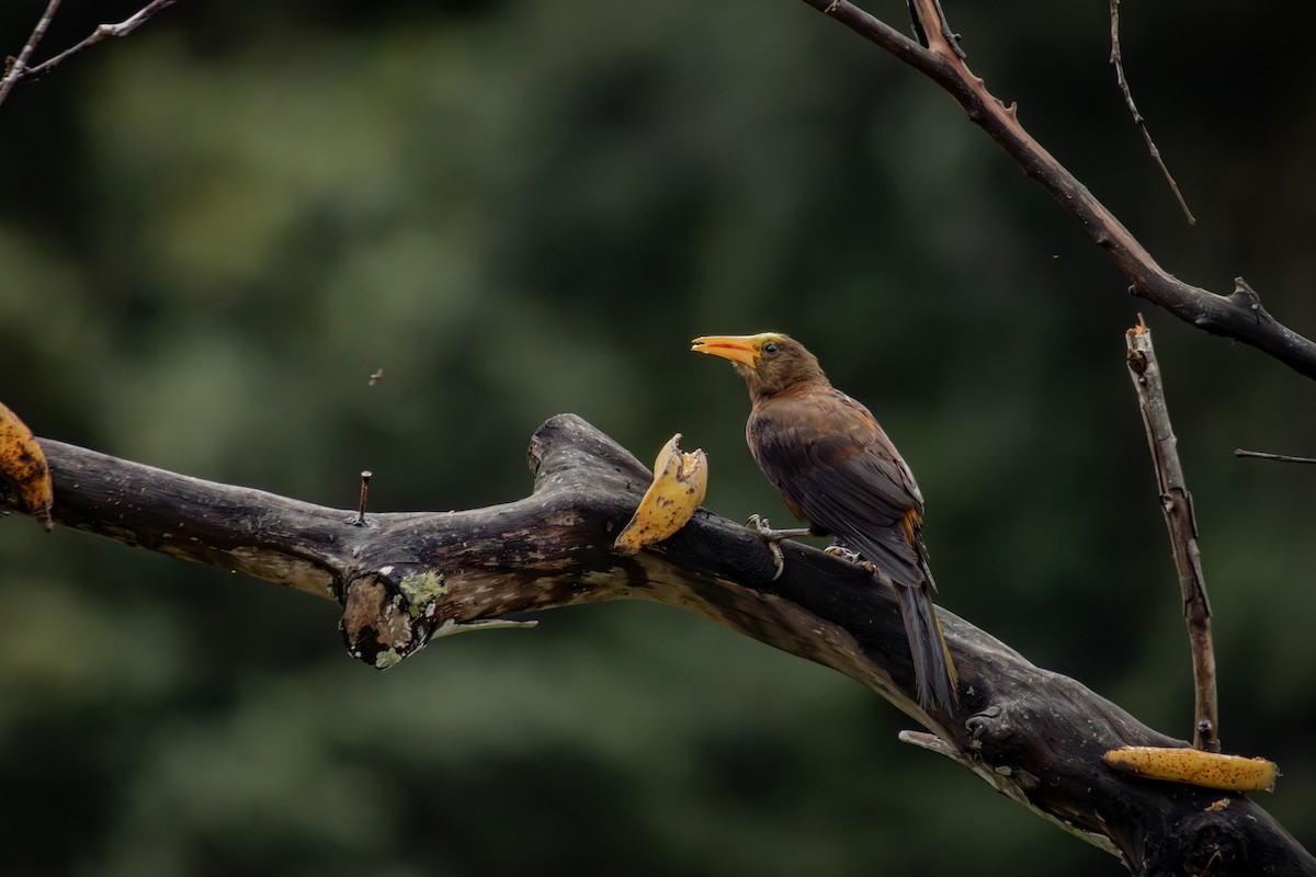 Russet-backed Oropendola - ML645330197