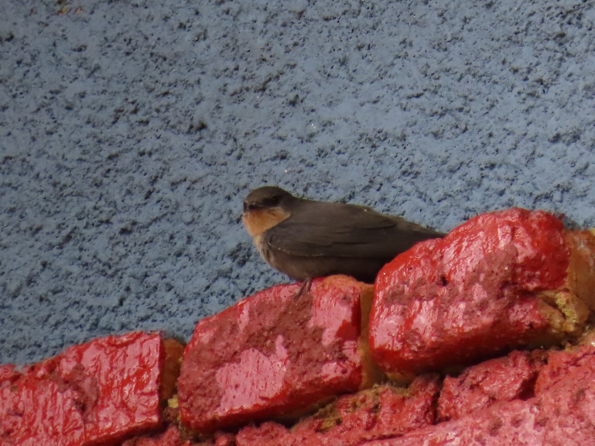 brunsandsvale - ML645330200