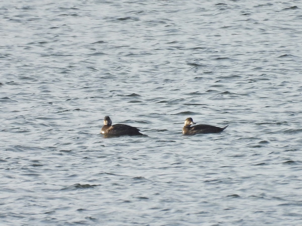 Common Scoter - ML645330203