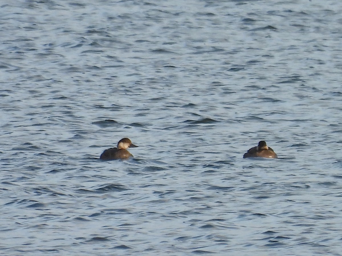 Common Scoter - ML645330204