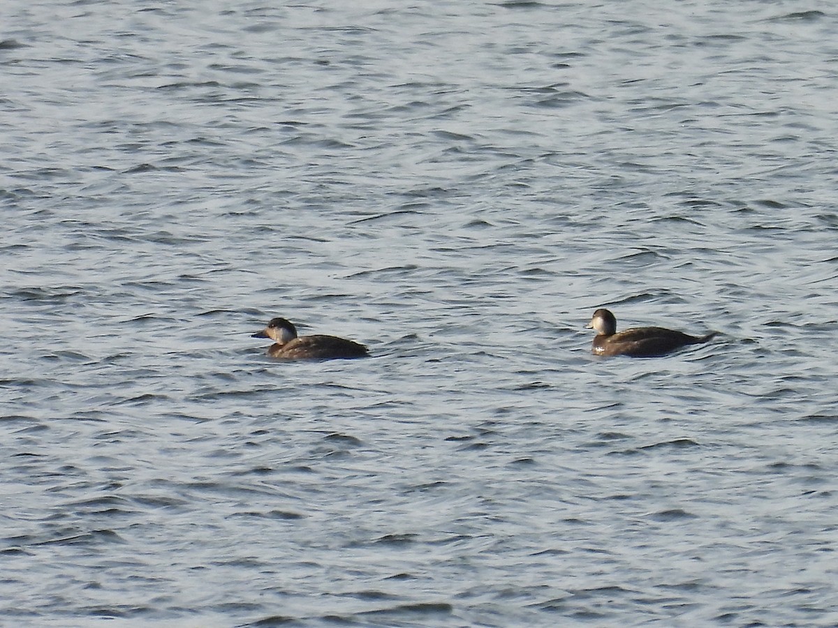 Common Scoter - ML645330205