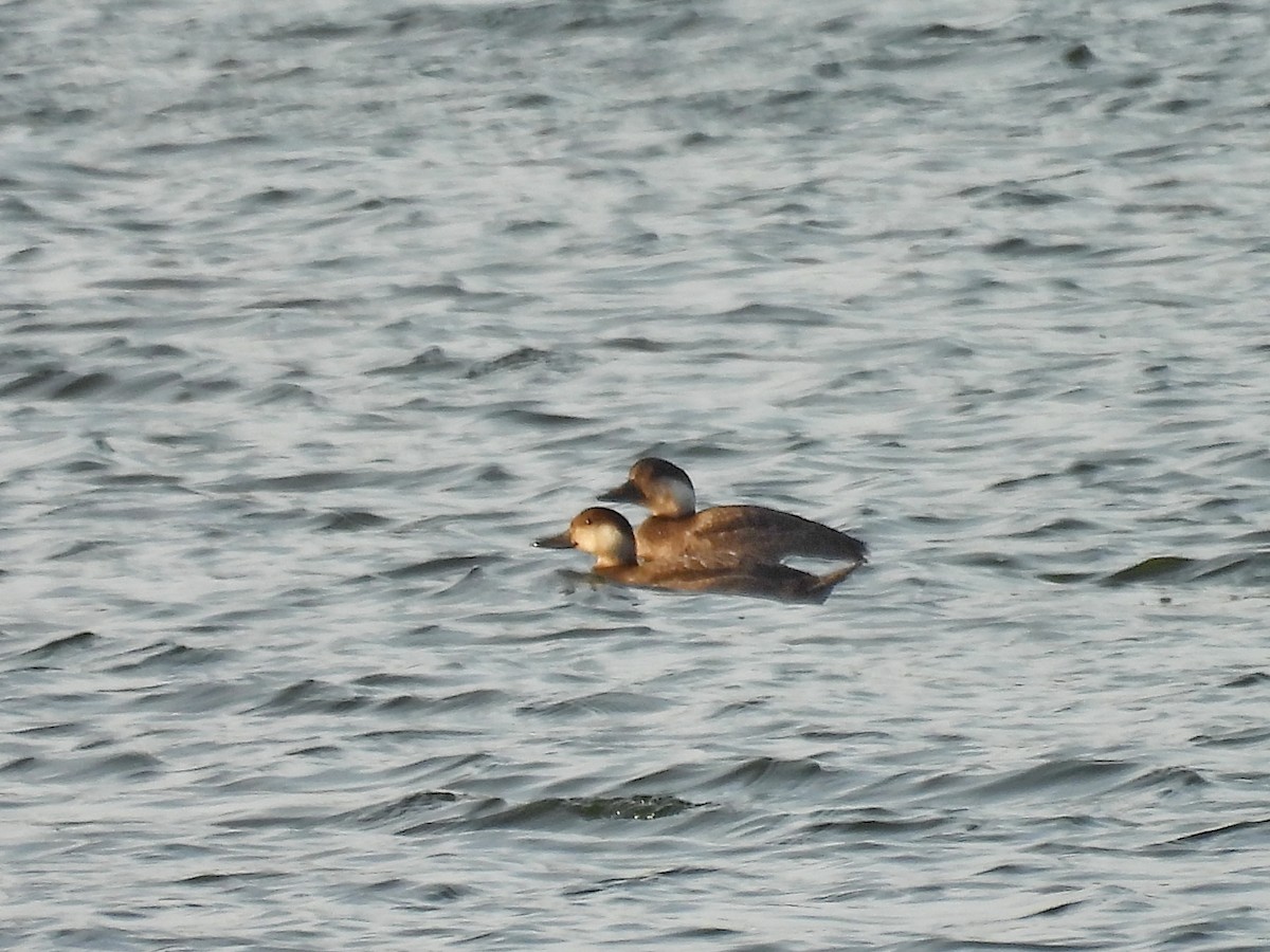 Common Scoter - ML645330206