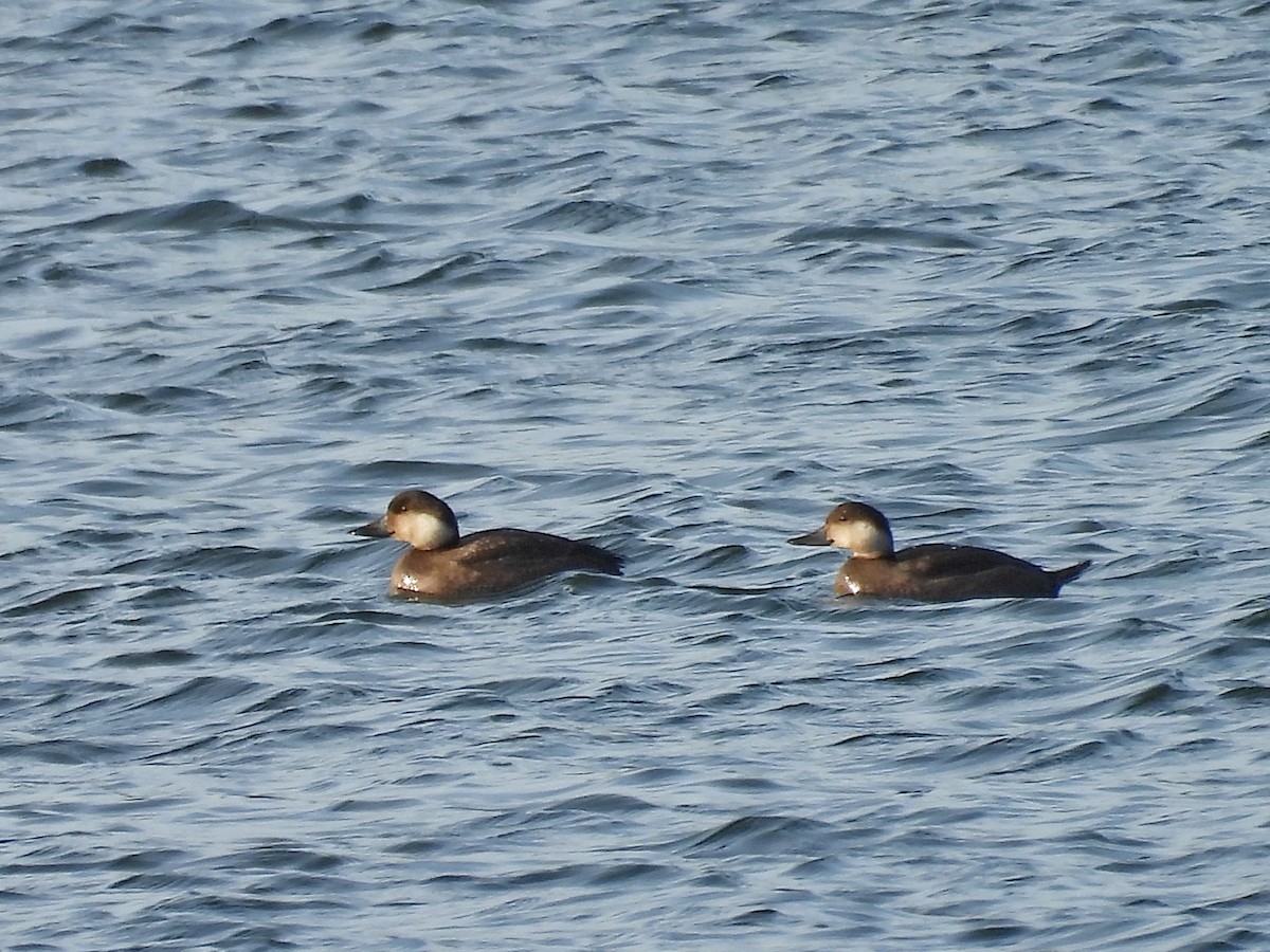Common Scoter - ML645330207