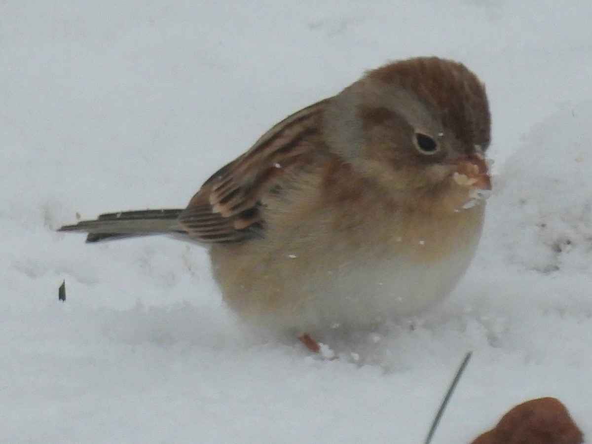 Field Sparrow - ML645330209