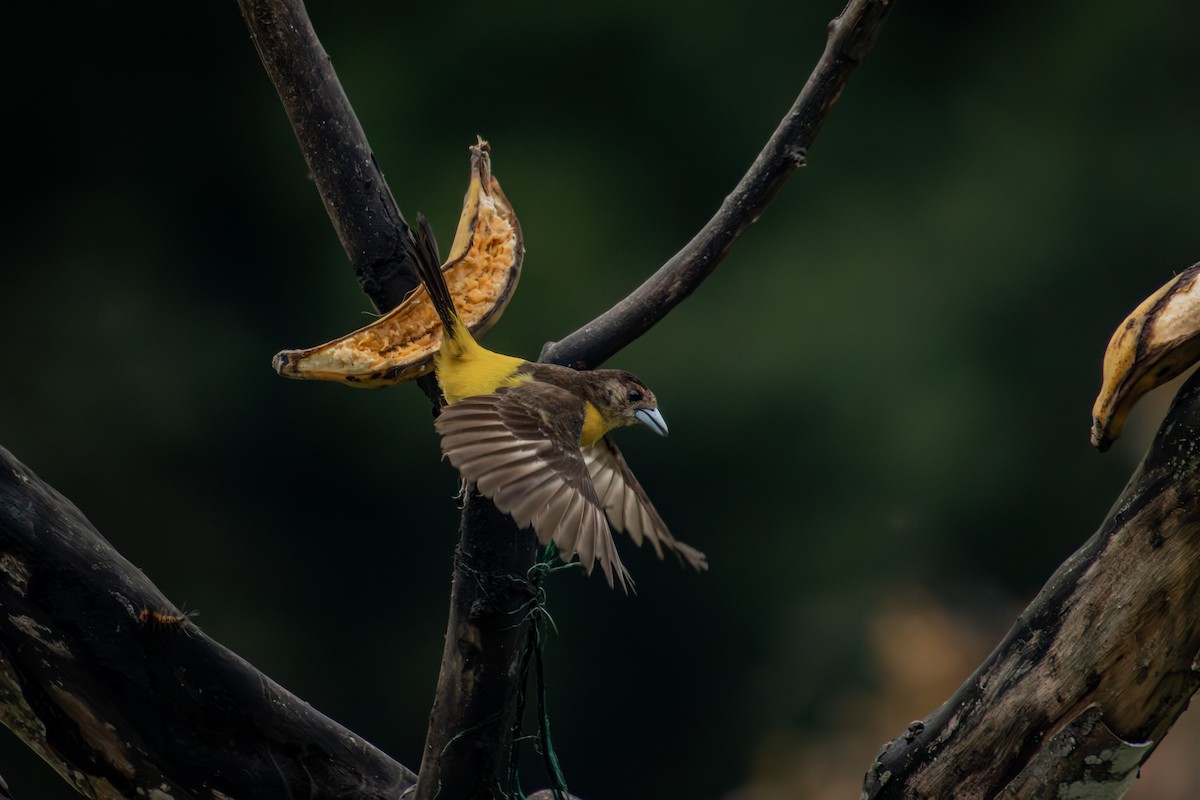 Flame-rumped Tanager - ML645330211