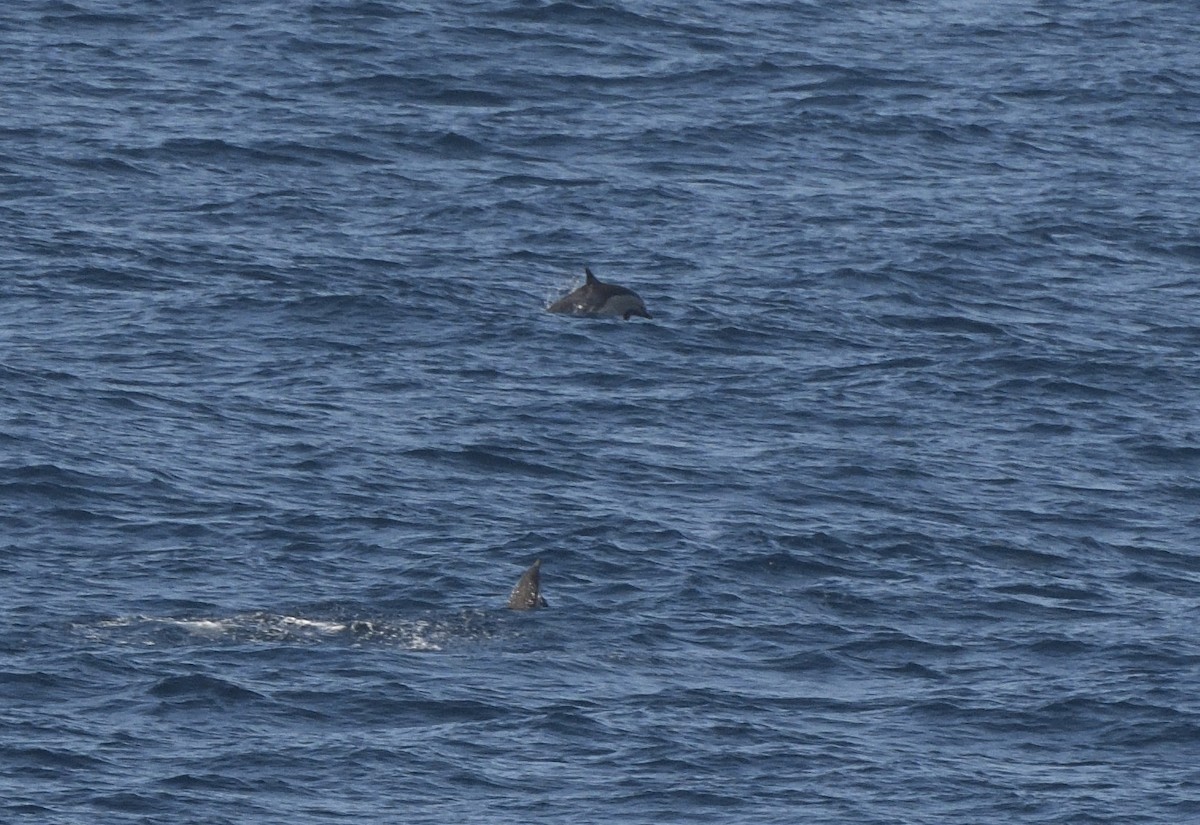 Mammals - ML645330222