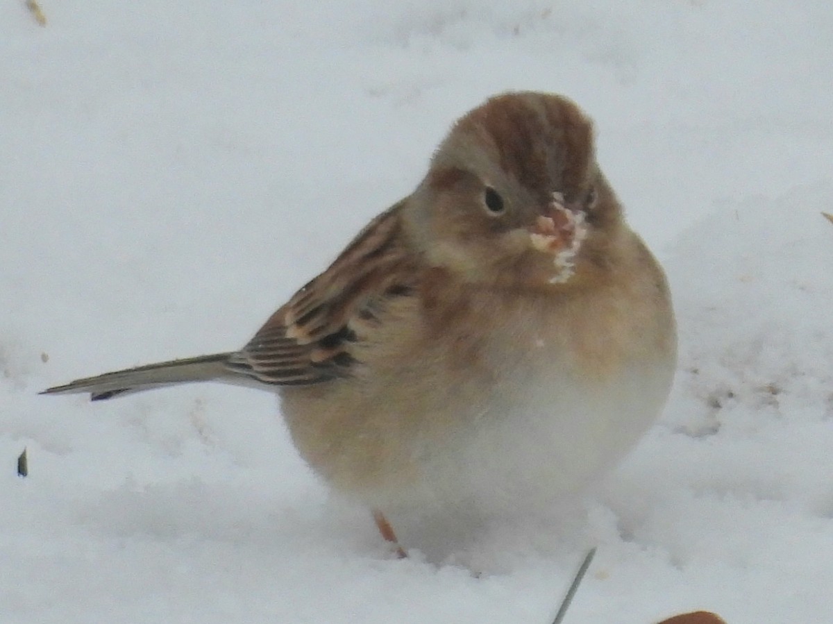 Field Sparrow - ML645330232