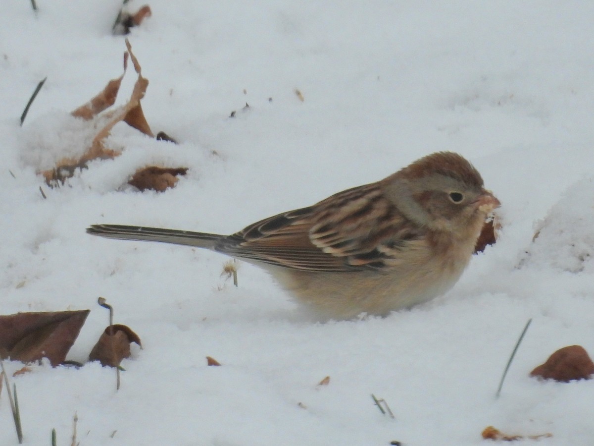 Field Sparrow - ML645330233