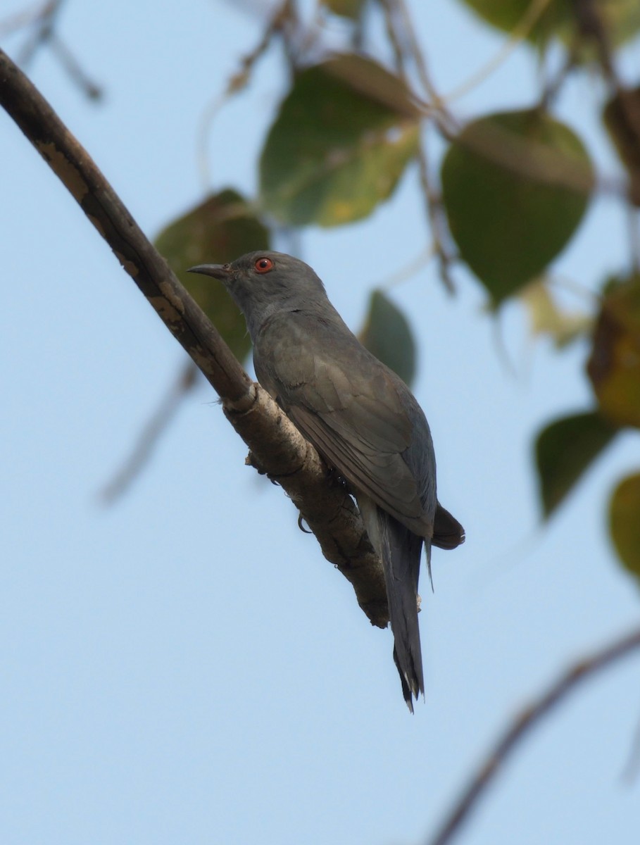 Coucou à tête grise - ML645330236